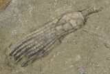 Crinoid Plate ( species) - Crawfordsville #94368-3